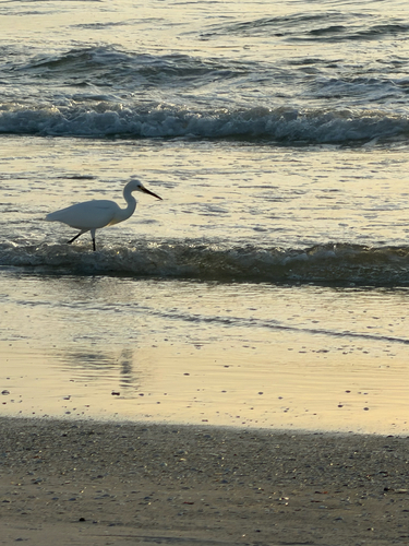 Snowy Egret