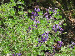 Lupinus excubitus