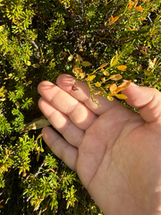 Vaccinium scoparium, photograph (c) justanotherbirdbrain, some rights reserved (CC BY)