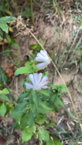 common soapwort