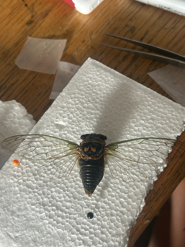 Grand Western Flood Plain Cicada