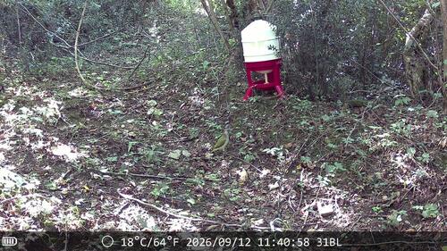 Eurasian Green Woodpecker
