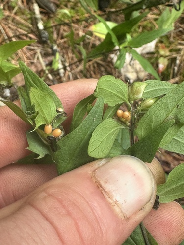 Melampyrum lineare, photograph 3