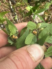 Melampyrum lineare, photograph (c) Scott Ward, some rights reserved (CC BY)