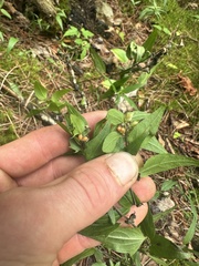 Melampyrum lineare, photograph (c) Scott Ward, some rights reserved (CC BY)