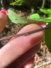 Ilex ambigua, photograph (c) Shelby Lyn Sanders, some rights reserved (CC BY)