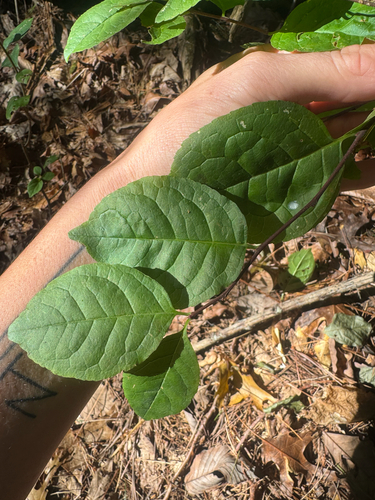 Ilex ambigua, photograph 3
