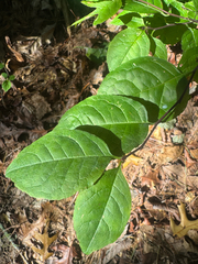 Ilex ambigua