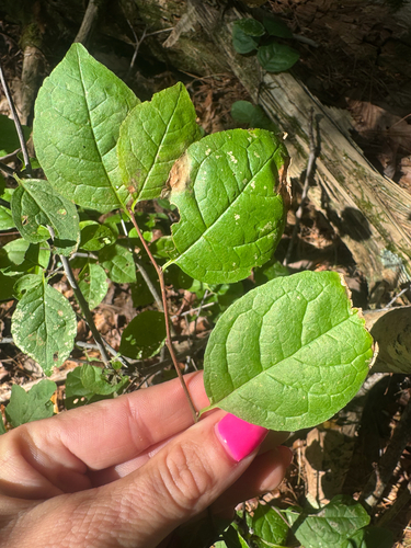 Ilex ambigua, photograph 2