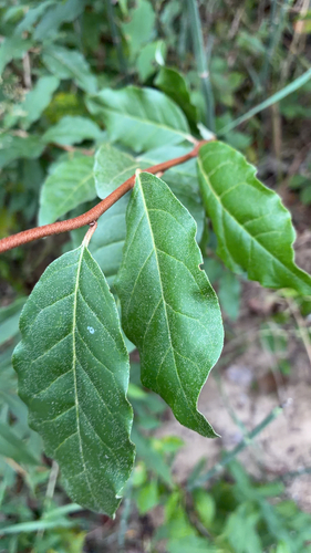 autumn olive