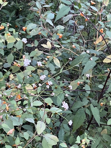 arrow-leaved tearthumb