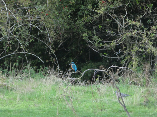 Common Kingfisher