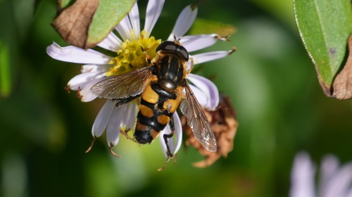 Obscure Marsh Fly