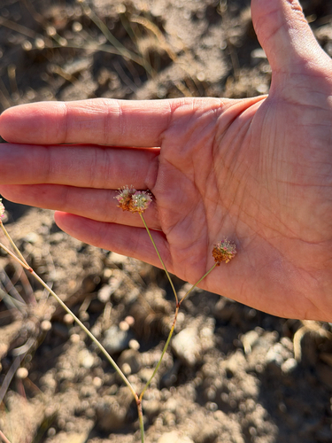 Eriogonum nudum