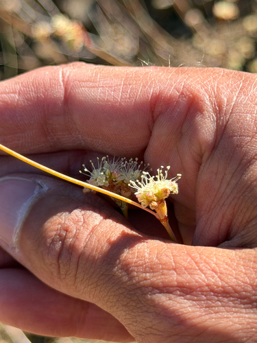 Eriogonum nudum, photograph 2