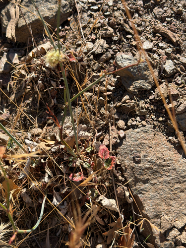 Eriogonum nudum, photograph 3