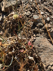 Eriogonum nudum, photograph (c) klicklo, some rights reserved (CC BY)