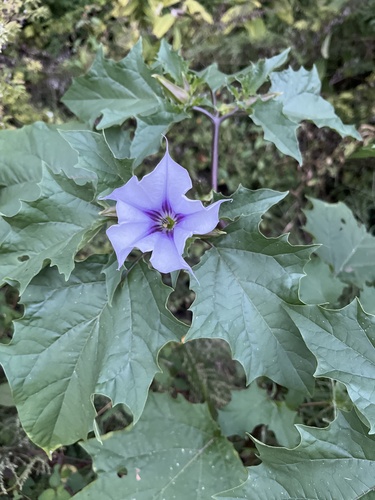 jimsonweed