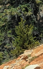 (c) Andrew Dudley, some rights reserved (CC BY) Pinus longaeva, photograph (c) Andrew Dudley, some rights reserved (CC BY)