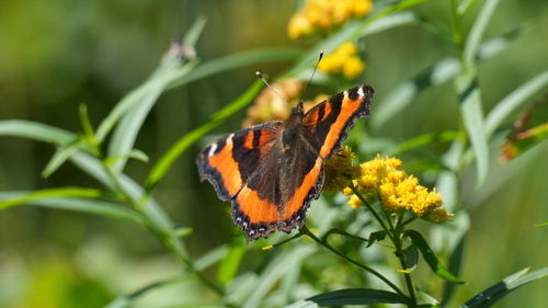 Milbert's Tortoiseshell
