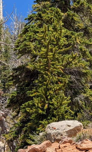 Pinus longaeva, photograph 3