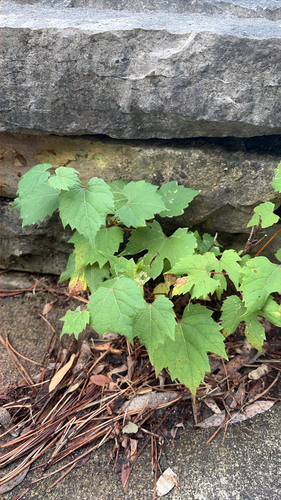 riverbank grape
