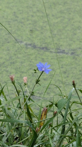 chicory