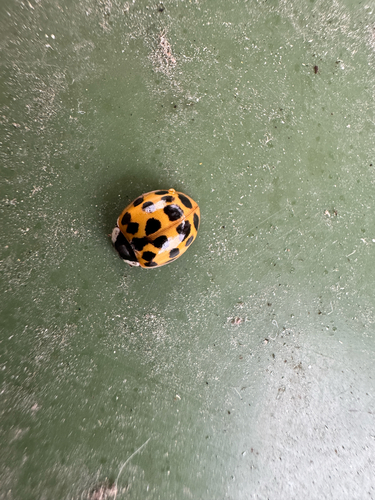 Asian Lady Beetle