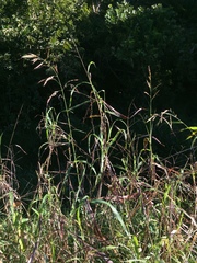Sorghum arundinaceum