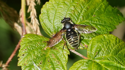 Narrow-banded Pond Fly