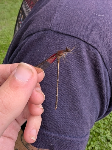 American Rubyspot