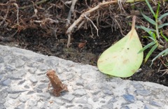 Duttaphrynus melanostictus