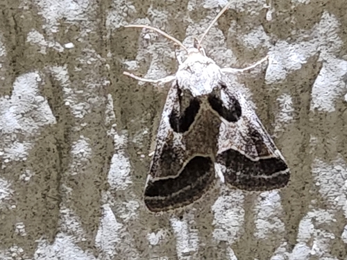 Ragweed Flower Moth