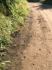 Sorghum arundinaceum