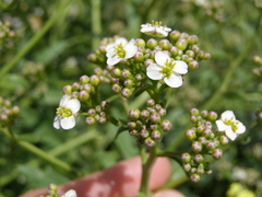 Crambe