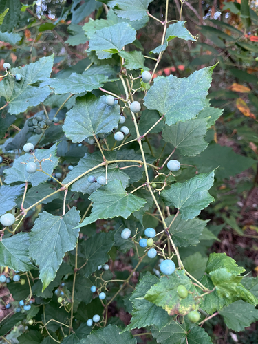 Porcelain Berry