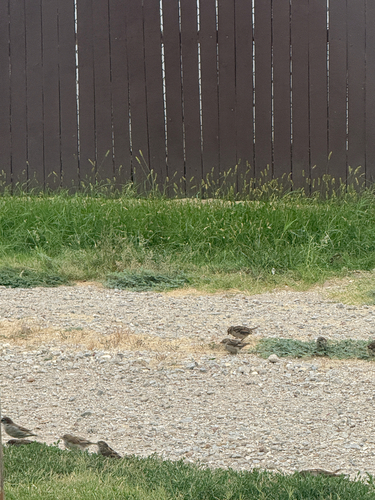 House Sparrow