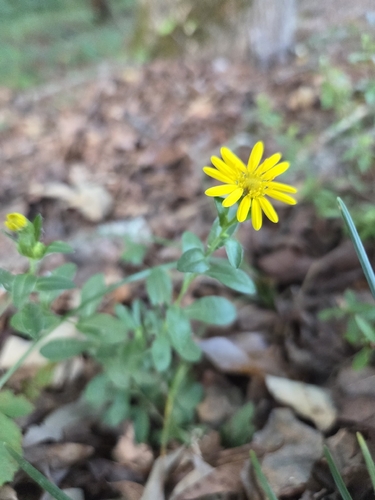 Maryland golden-aster