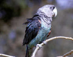 Poicephalus fuscicollis suahelicus