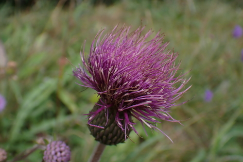 Cirsium heterophyllum, photograph 1