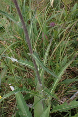 Cirsium heterophyllum, photograph author not stated, no rights reserved