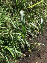 Sorghum arundinaceum