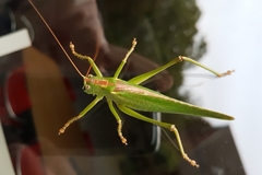 Tettigonia viridissima