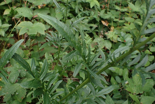 Serratula tinctoria, photograph 4