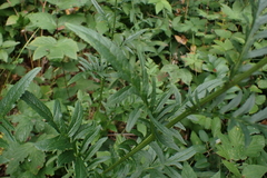 author not stated, no rights reserved Serratula tinctoria, photograph author not stated, no rights reserved
