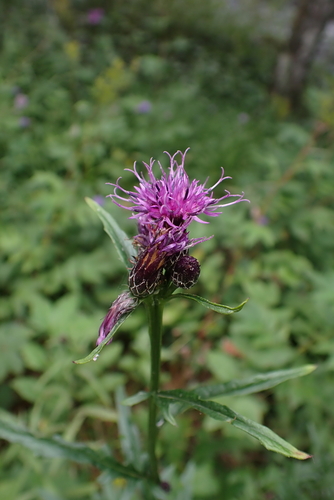 Serratula tinctoria, photograph 3