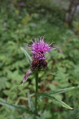 author not stated, no rights reserved Serratula tinctoria, photograph author not stated, no rights reserved
