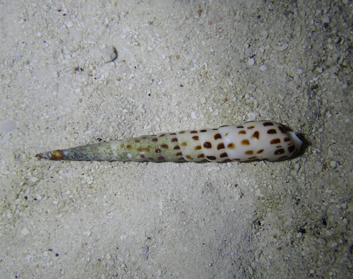 Terebra subulata observed 2026-09-16