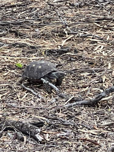 Texas Tortoise