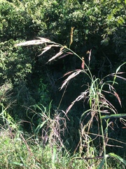 Sorghum arundinaceum